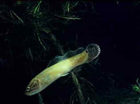 鱼类活化石：弓鳍鱼