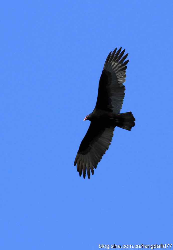 美国鸟类摄影——红头美洲鹫