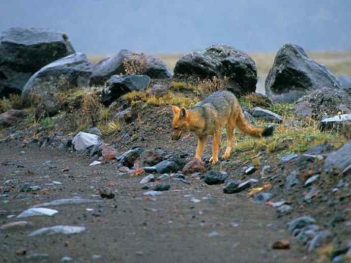 犬科：狐亚科伪狐属之阿根廷狐、山狐、达尔文狐