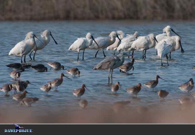 迁徙的鸟：邂逅白琵鹭
