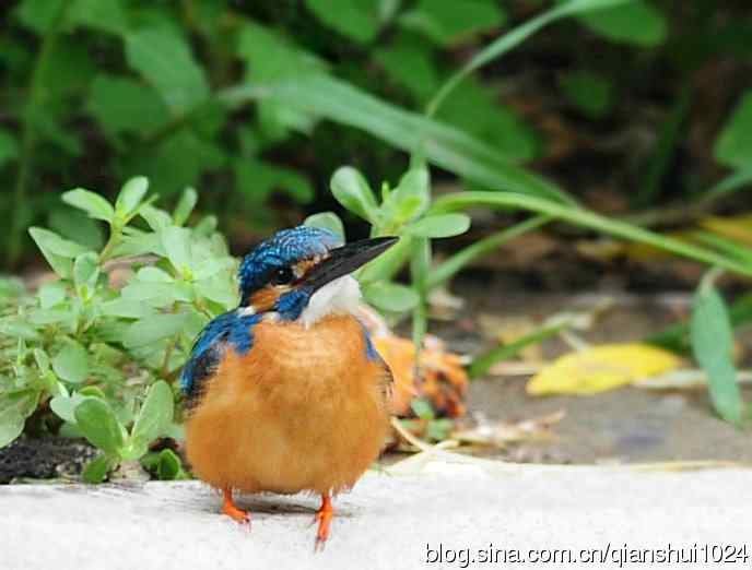 几张新拍的小翠,品像还不错