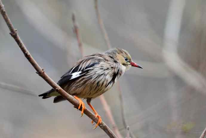 洋县两天观鸟，秦岭如此美妙！
