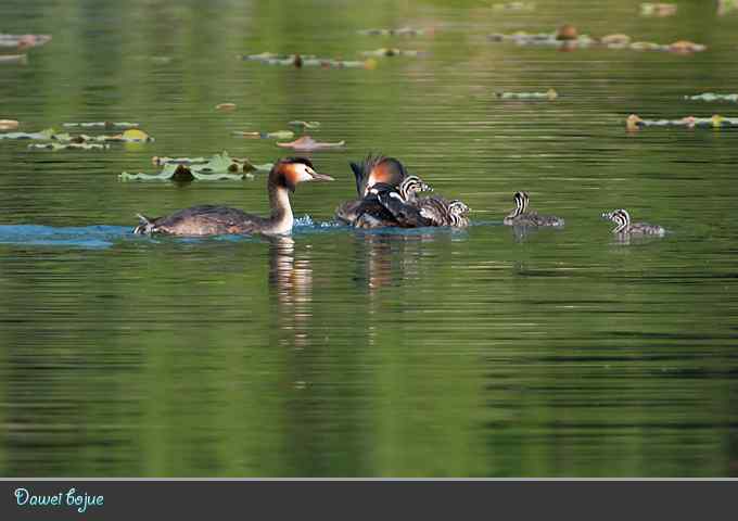 绿意倒映中的pt家园 绿意倒映中的pt家园