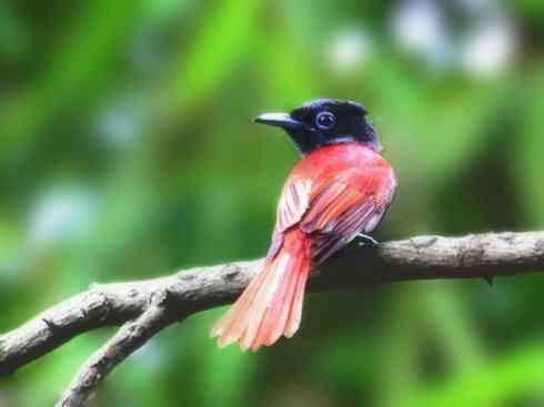 家禽驯化之源之二十九