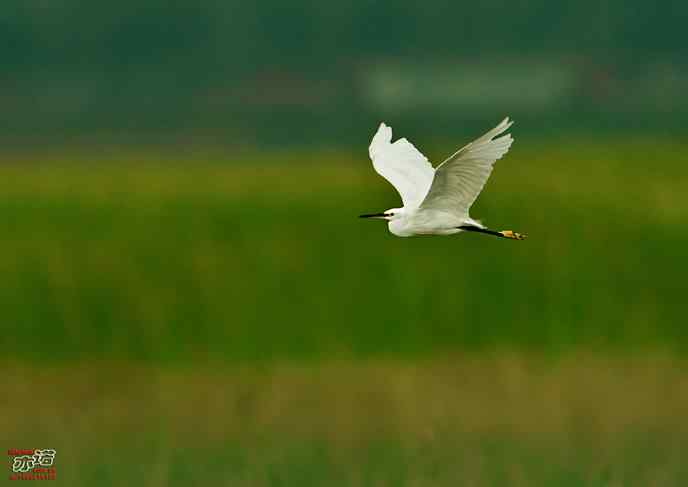 官厅水库 wbr路 wbr白鹭 官厅水库 wbr路 wbr白鹭