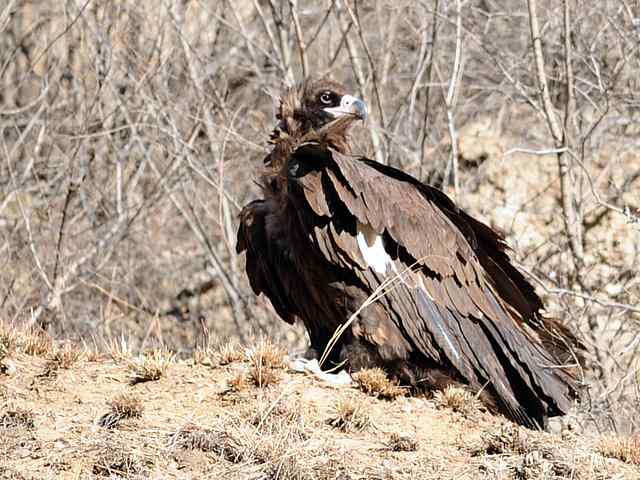 峡谷中 wbr. wbr沐浴阳光的秃鹫