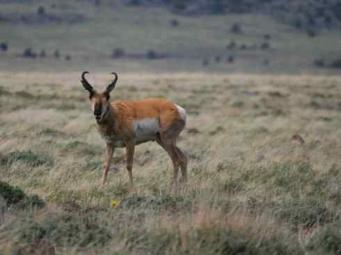麒麟：传说的兽原型探秘（叉角羚）