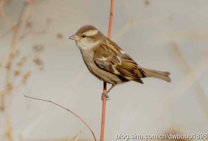 红尾水鸲和十渡众小鸟