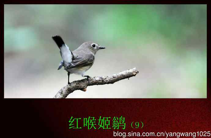 北京天坛公园的鸟类——红喉姬鹟（9）