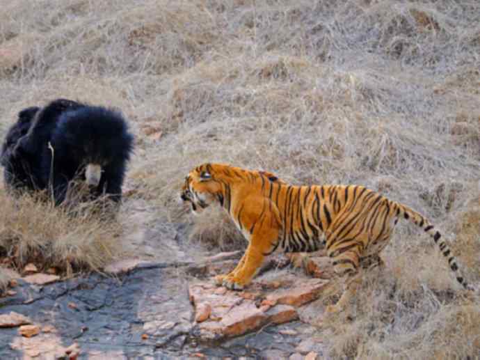 盘点十二大著名食蚁动物：懒熊