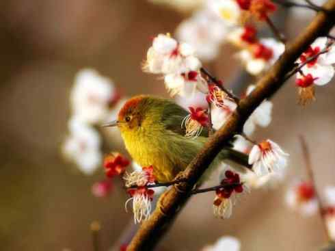 美丽无罪：雀鸟之绿鹛