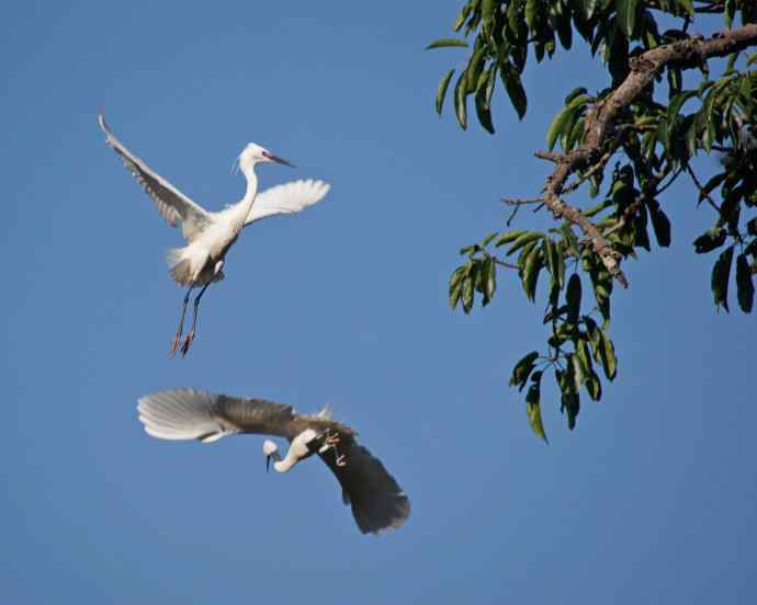 四川西昌鸟类摄影——白鹭一组