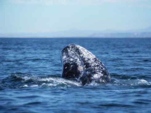 自然奇观：动物大迁徙(须鲸类)