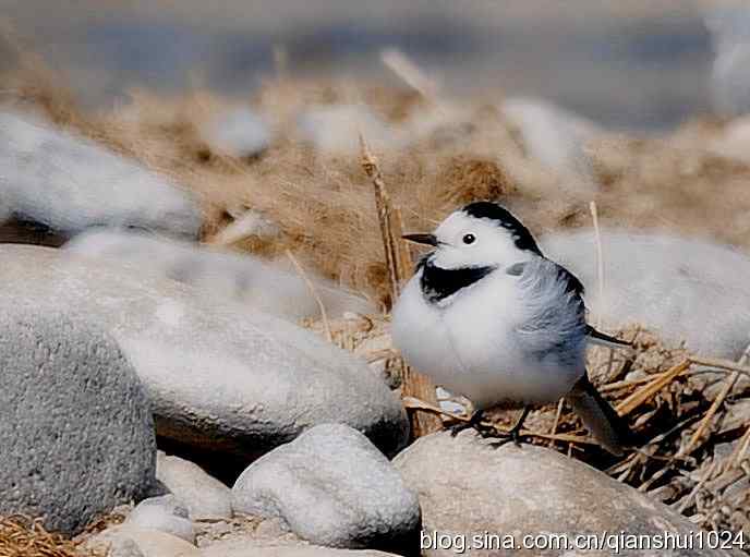 爱干净的小鹡鸰(十渡)