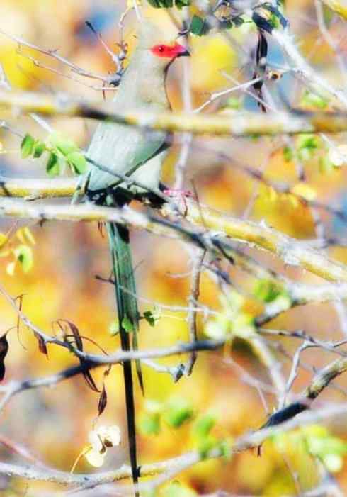 猎奇：十大奇异鸟类