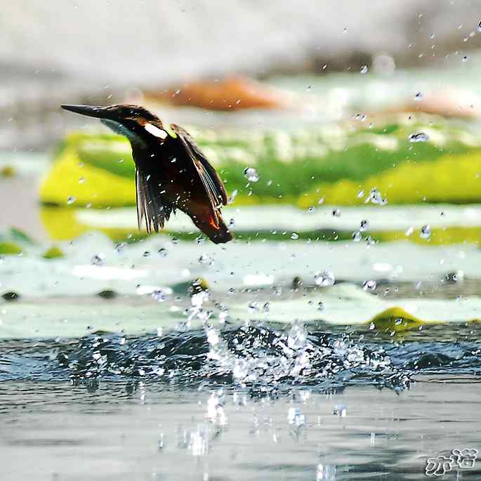 圆明园&nbsp;wbr路&nbsp;wbr跳水健将鈥斺斝〈