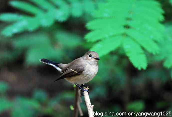 红喉姬鹟(8) 红喉姬鹟(8)