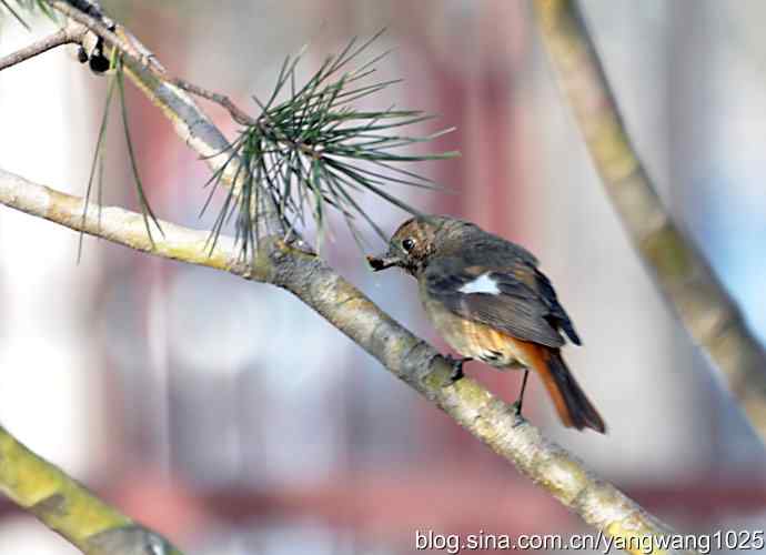 第一场春雨之后 wbr1