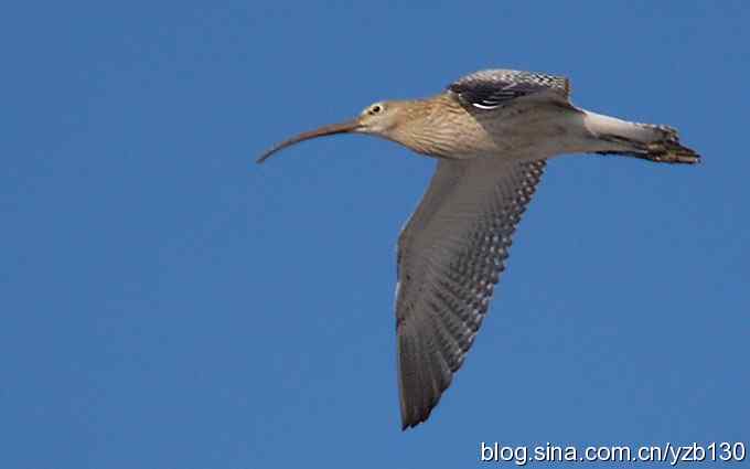 打到一只杓鹬,高兴ing鈥︹Γㄗ橥迹 打到一只杓鹬,高兴ing鈥︹Γㄗ橥迹