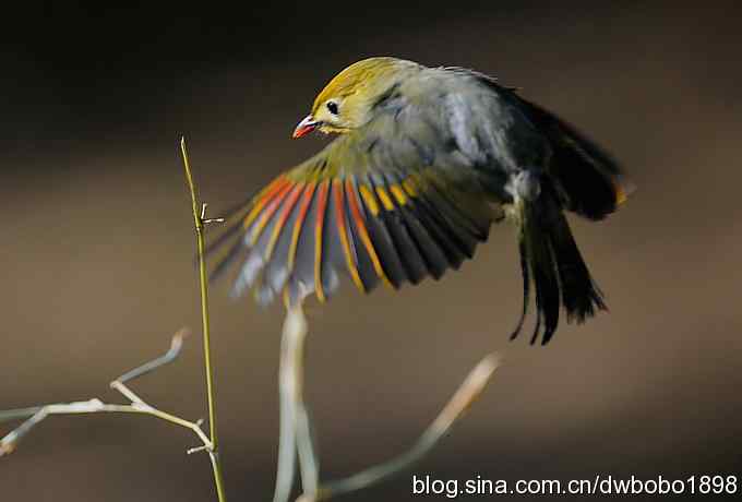 相思趣拍-贺三八国际妇女节