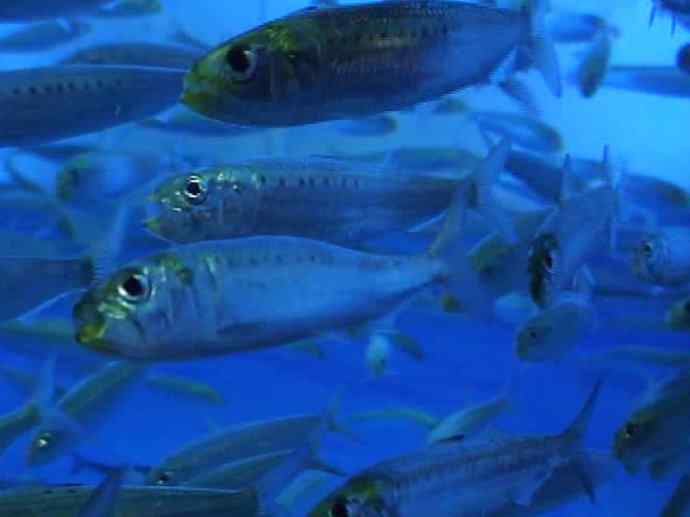 鱼类活化石：虱目鱼