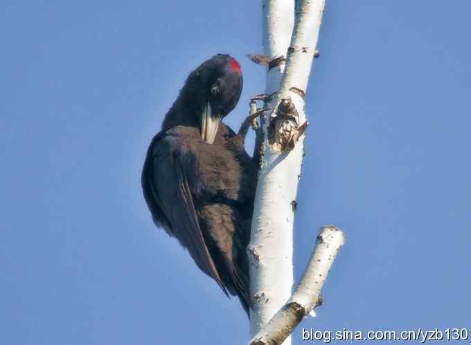 不常见的黑啄木鸟（组图，4张图片）