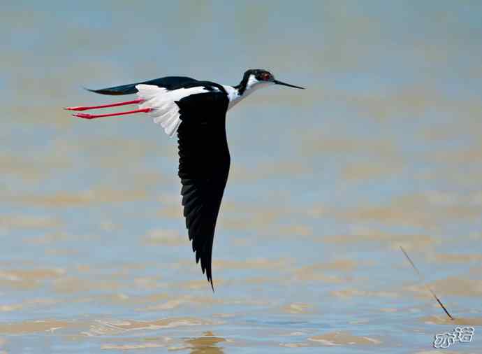 官厅水库&nbsp;wbr路&nbsp;wbr黑翅长脚鹬