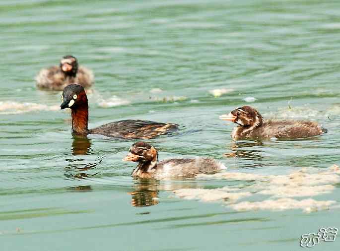 北京植物园拍鸟——小鸊鷉一家