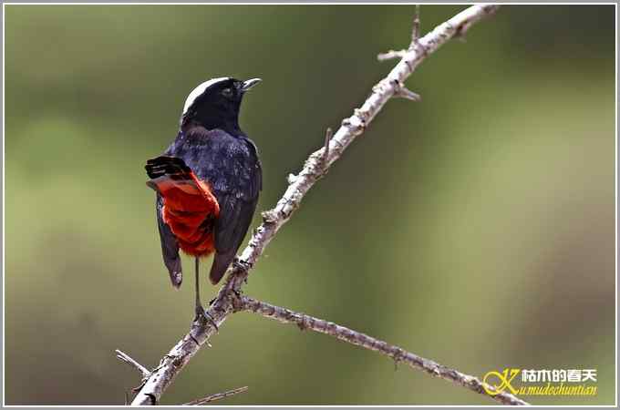 白顶溪鸲【照片】