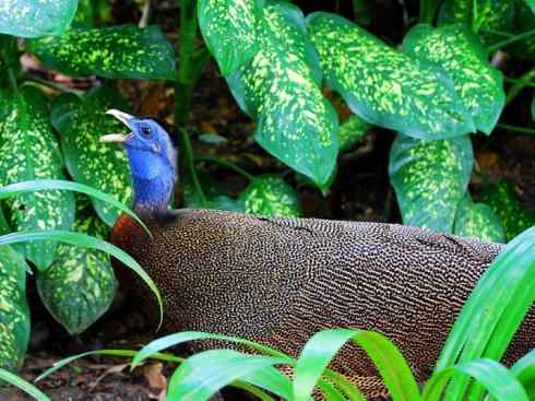 凤凰:传说中的鸟原型探秘(大眼斑雉) 凤凰:传说中的鸟原型探秘(大眼斑雉)