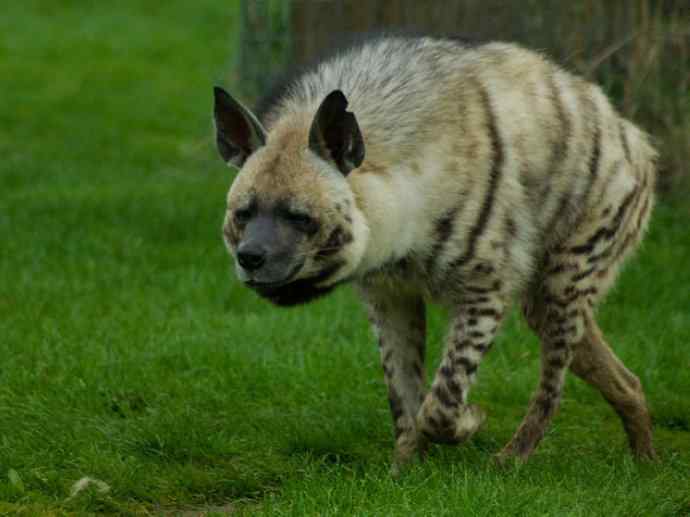 盘点十二大著名食蚁动物：土狼