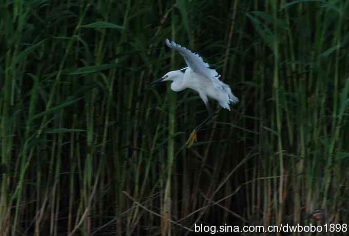 小白鹭的晚餐