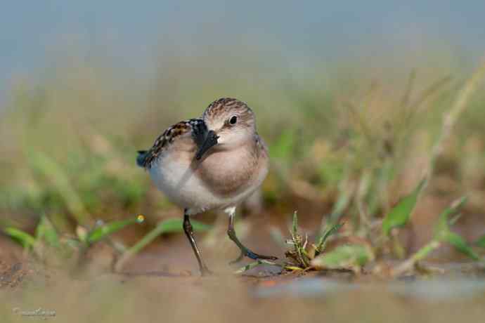 野鸭湖.红颈滨鹬