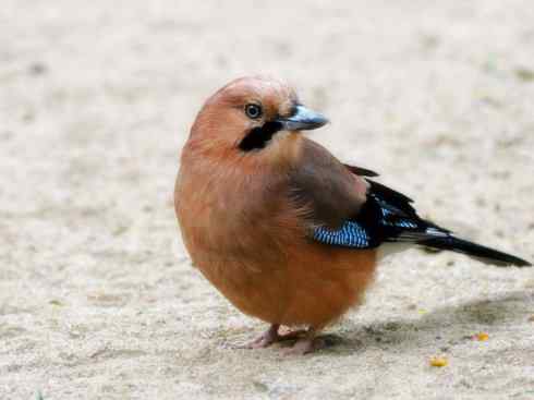 家禽驯化之源之二十九