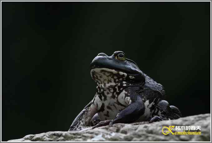 蛙中王者-牛蛙【照片】 蛙中王者-牛蛙【照片】