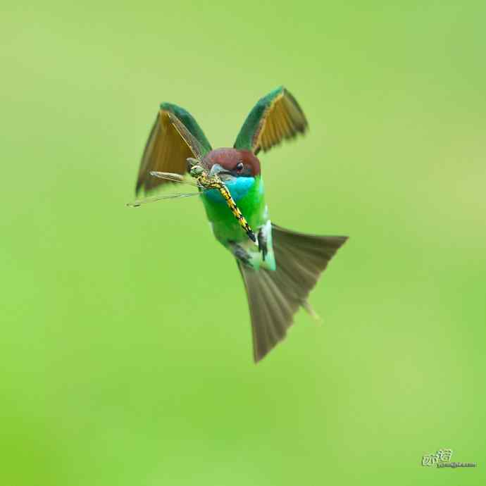 蓝喉蜂虎繁育季