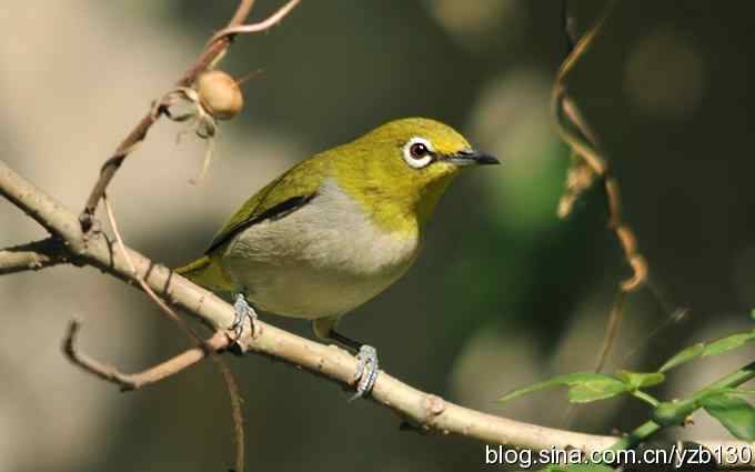 第一次遇到绣眼鸟（组图）
