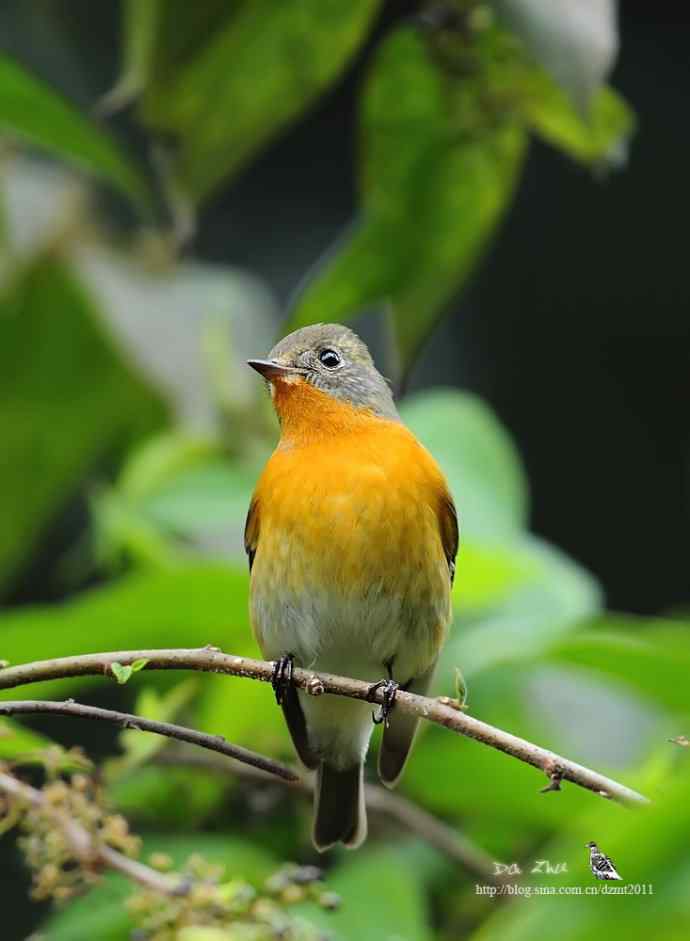 萌鸟鈥斺旔都l贺双十一
