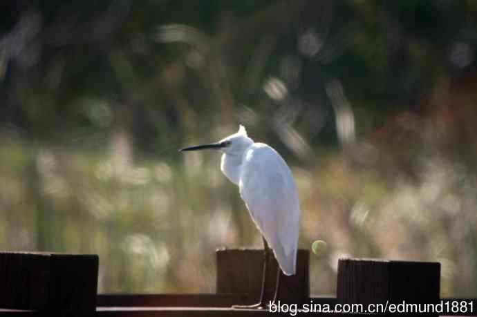 崇明东滩湿地公园十一月鸟况-望远镜打鸟