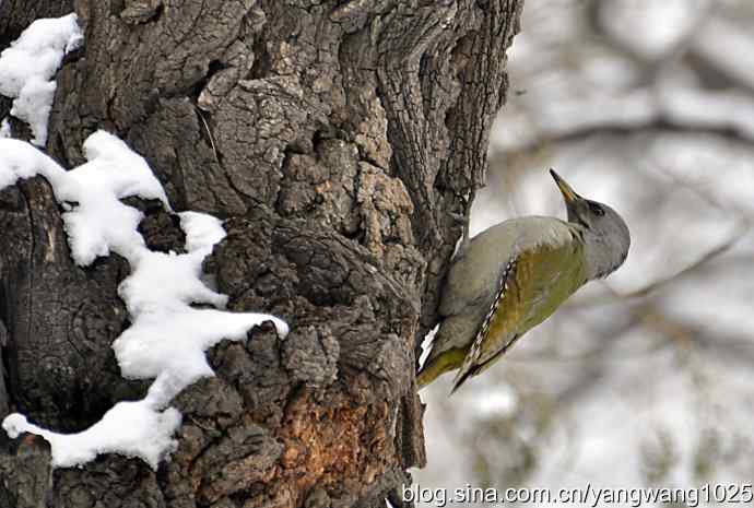 灰头绿啄木鸟（雌性）