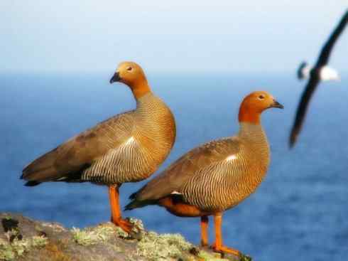 白头鸟系列：另类的美丽（斑胁草雁）