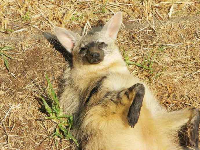 盘点十二大著名食蚁动物：土狼
