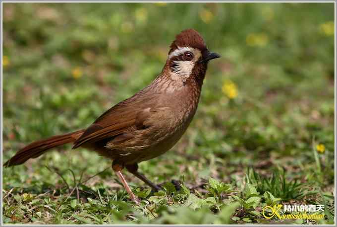 俗鸟鈥湴准赵腽题潯菊掌
