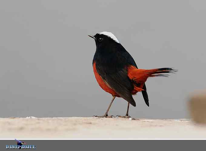戴贝雷帽の白顶溪鸲