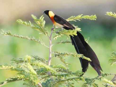 极品红色鸟类：红梅花雀