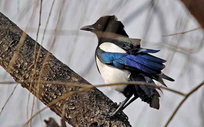 北京植物园赏鸟（十七），喜鹊（组图）