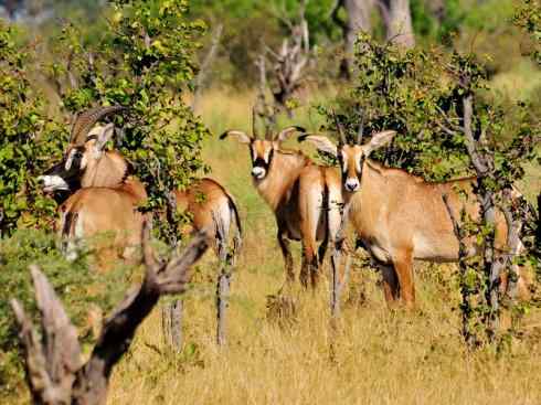 麒麟：传说的兽原型探秘（马羚）