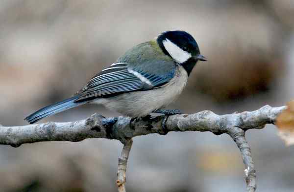 北京植物园赏鸟（二），大山雀（组图）