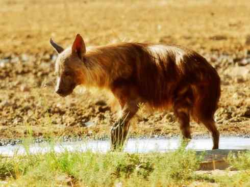 狈：传说的兽原型探秘（鬣狗）
