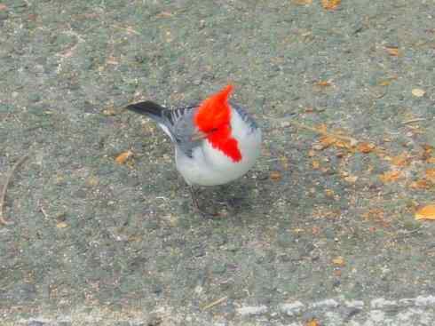 家禽驯化之源之三十二 家禽驯化之源之三十二